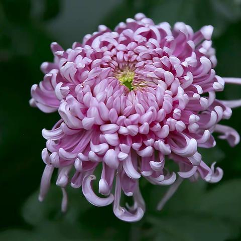 南京湖熟菊花园花展1