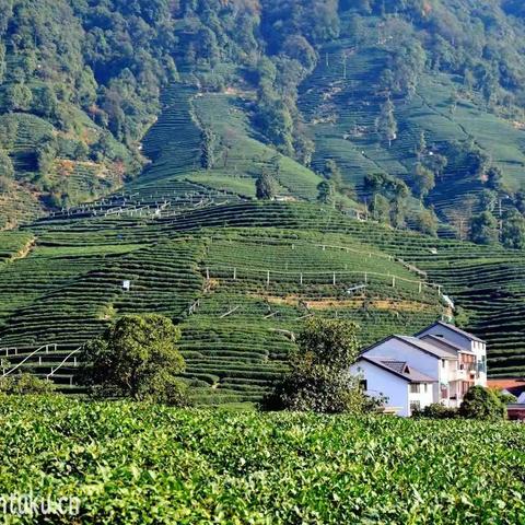 老同学相聚梅家坞