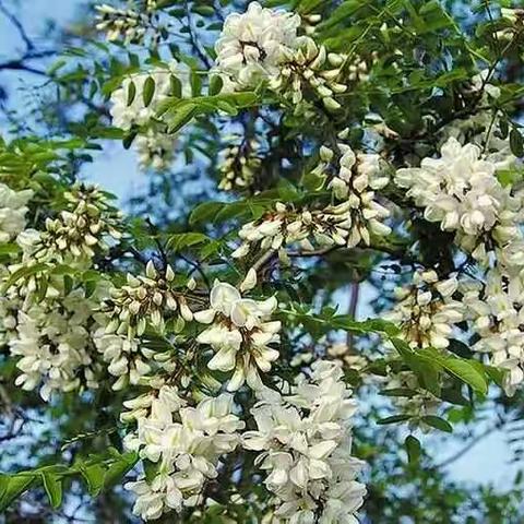 槐花飘香的季节