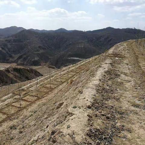 宝塔区冯庄乡果树春季管理（四）