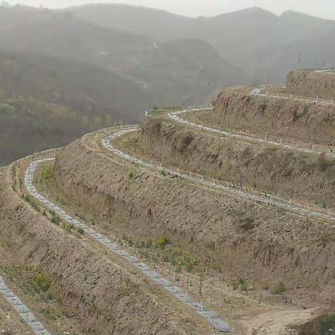 宝塔区冯庄乡果树春季管理（八）