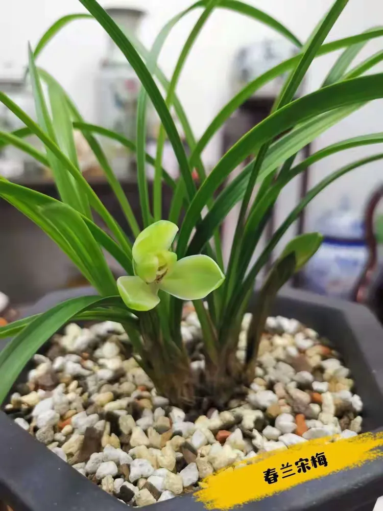 绿叶茶庄赏兰组词