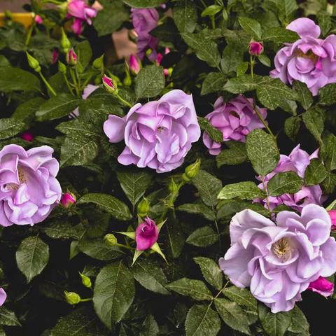 世界月季主题公园