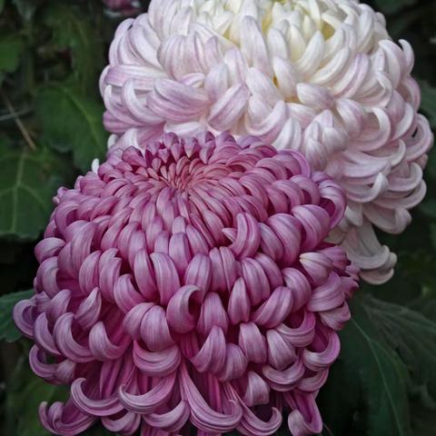 北海公园菊花展