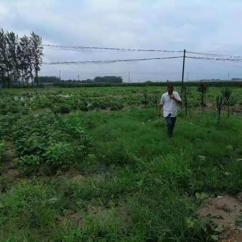 区农业农村局组织农技专家赴田间查看台风强降雨受灾情况