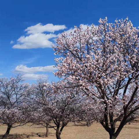 四月杏花怒放时