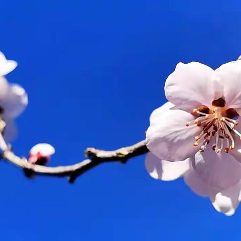 践行新课标，构建新课堂—五重安镇旭阳小学英语“校级好课堂”初赛活动纪实