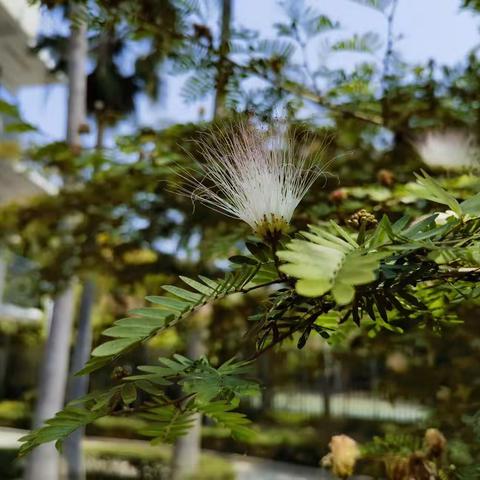 错过花期