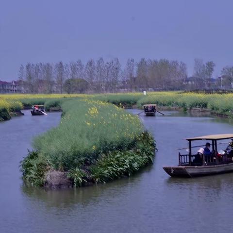 兴化千垛油菜花，养眼醉人更迷人