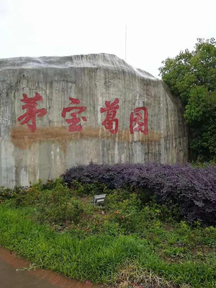 20180505我们一行人来到了句容"茅宝葛园"生态基地,了解了葛根之乡