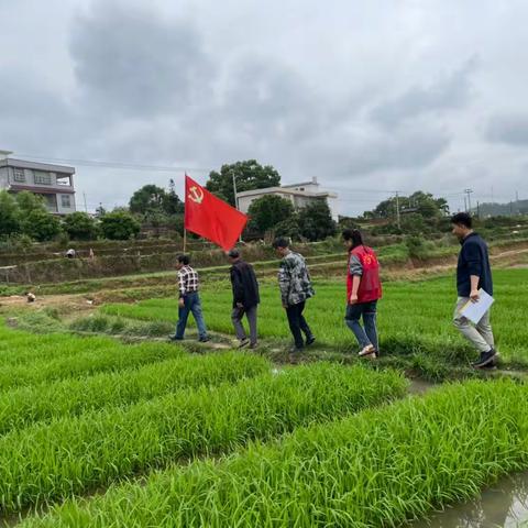 上排村开展集中育秧点测评活动