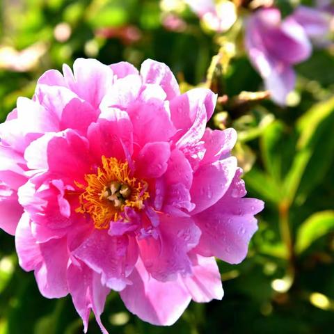 芍药园里看芍药