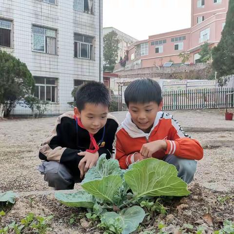 清清菜地