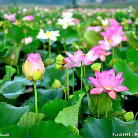 姑娘花一样，“好”字少偏旁