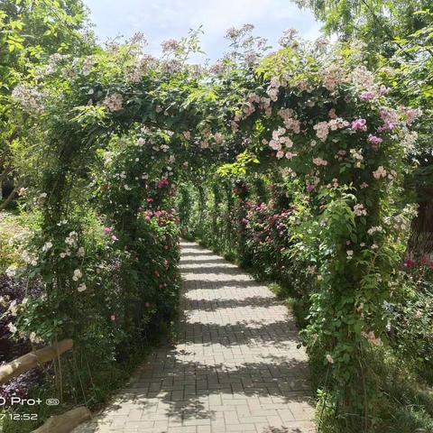 鲜花盛开旺季五月