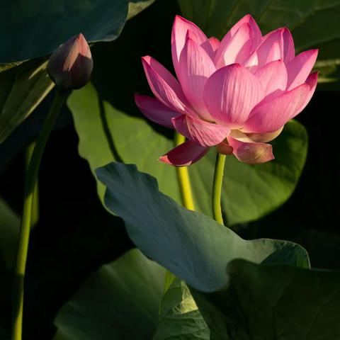 《我家住在荷花边》