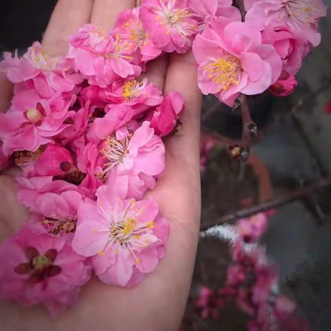 《花语》