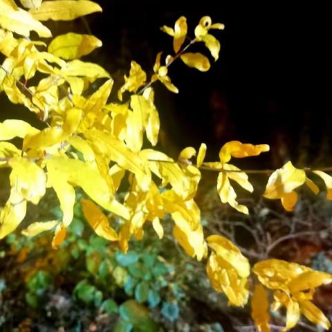 【观风听雨】我们为什么需要有自己的办学理念？