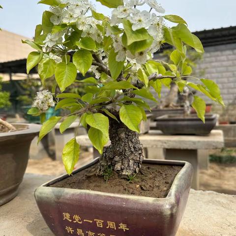 几棵小品，春意融融