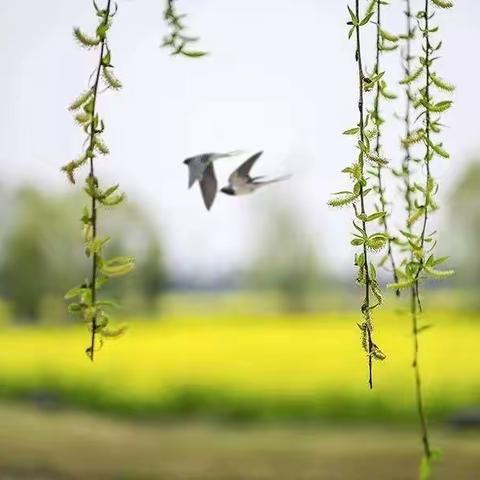 二十四节气之春分   |   春雨及时/春分立蛋