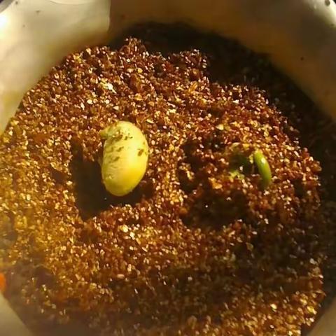 我的黄豆观察日记﻿ ——五（1）班 冯译铭