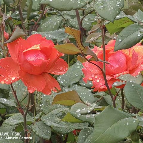 雨后月季娇艳欲滴