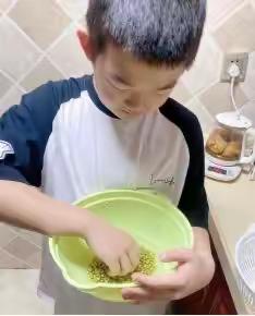 绿豆到豆芽的变化