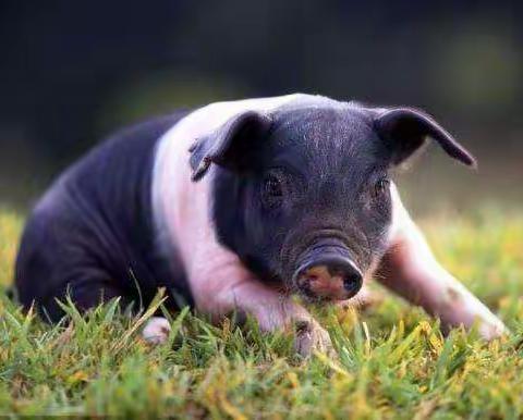 优良品种猪集锦