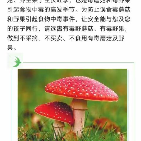 小雅镇第二幼儿园预防野生菌中毒宣传篇