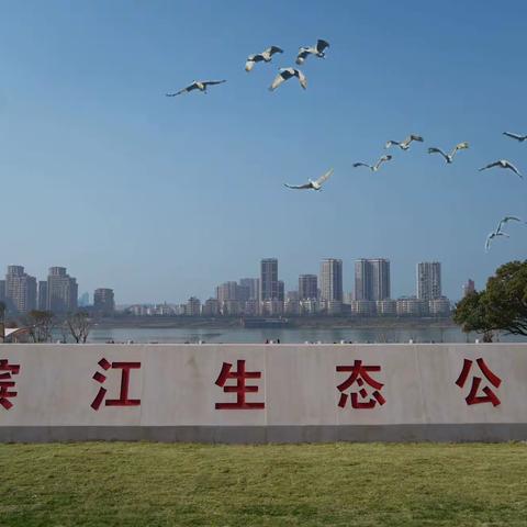 吉安市冬泳协会迎“大雪"游赣江友谊赛