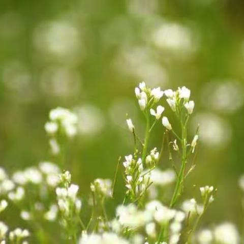 “红船印初心 红领巾心向党”—雷峰学子赴无相岙祭扫烈士墓