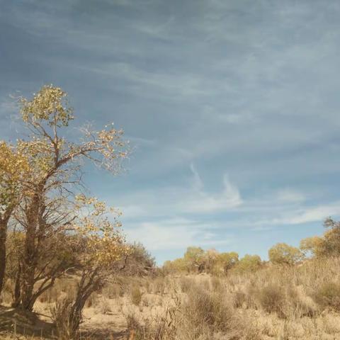 胡楊禮讚三千年