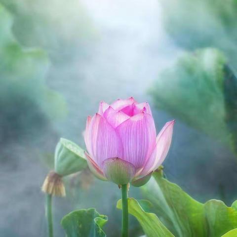 七月🌸季
