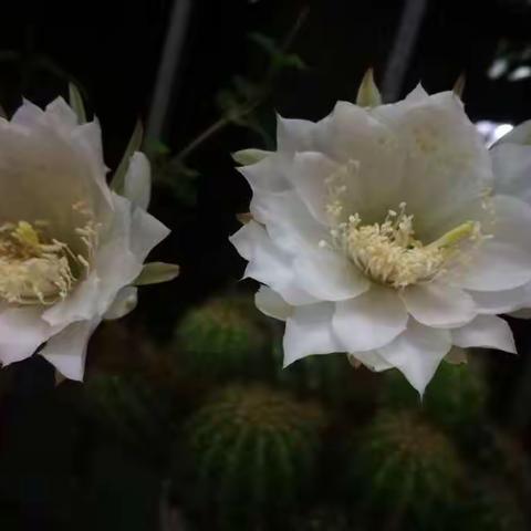 仙人掌花🌸2018.06.07第二次绽放两朵花