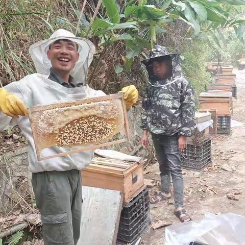 畅好乡：蜂蜜收获季  “幸福蜜”助力乡村振兴