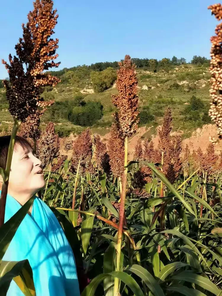 红高粱影评1000字