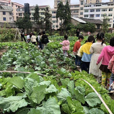 中班段社会实践活动：小鬼当家——参观城中菜市场