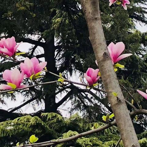 【共抗疫情·教师说】一样的春天，不一样的学习——荣华小学李颖幻老师给学生的嘱托