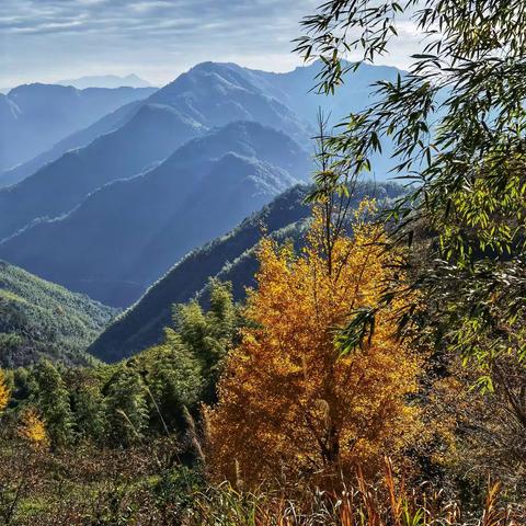 政和县铁山镇大岭村赏秋