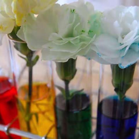 顶效镇中心幼儿园暑期亲子科学小实验week4