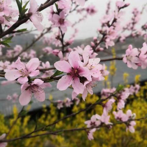 又是一年春来到