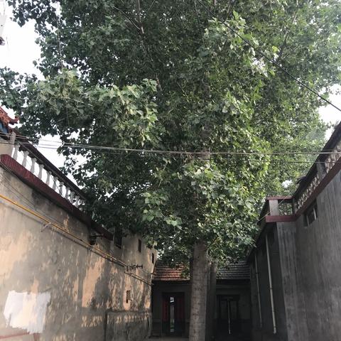 大树参天危害多，协调整治去隐患----扶贫小记