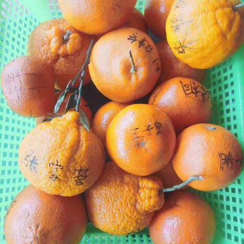 天之骄子幼儿园小班段健康活动《剥桔子》