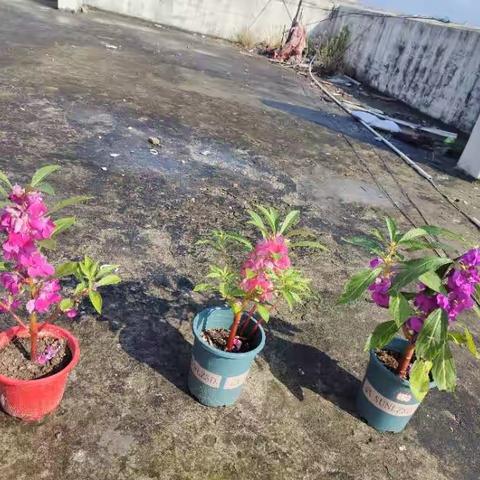 《凤仙花种植记》