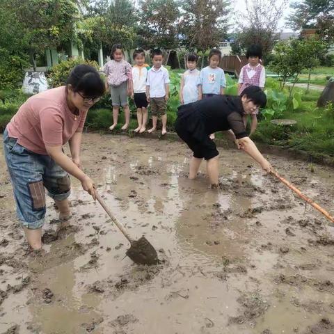 下舍幼儿园种植活动：乐插秧苗实探究