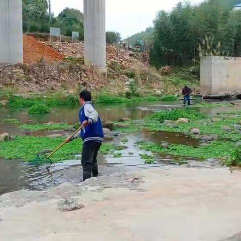 【永泰县河长制】梧桐镇河长办开展水葫芦清理行动