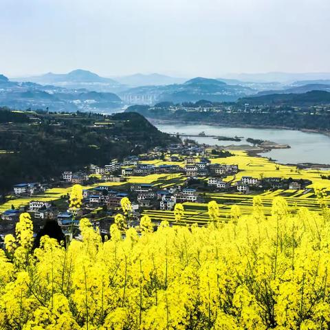 油菜花香也醉人