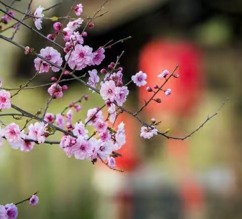 《红梅花儿开》