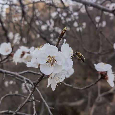 春回嘉禾山