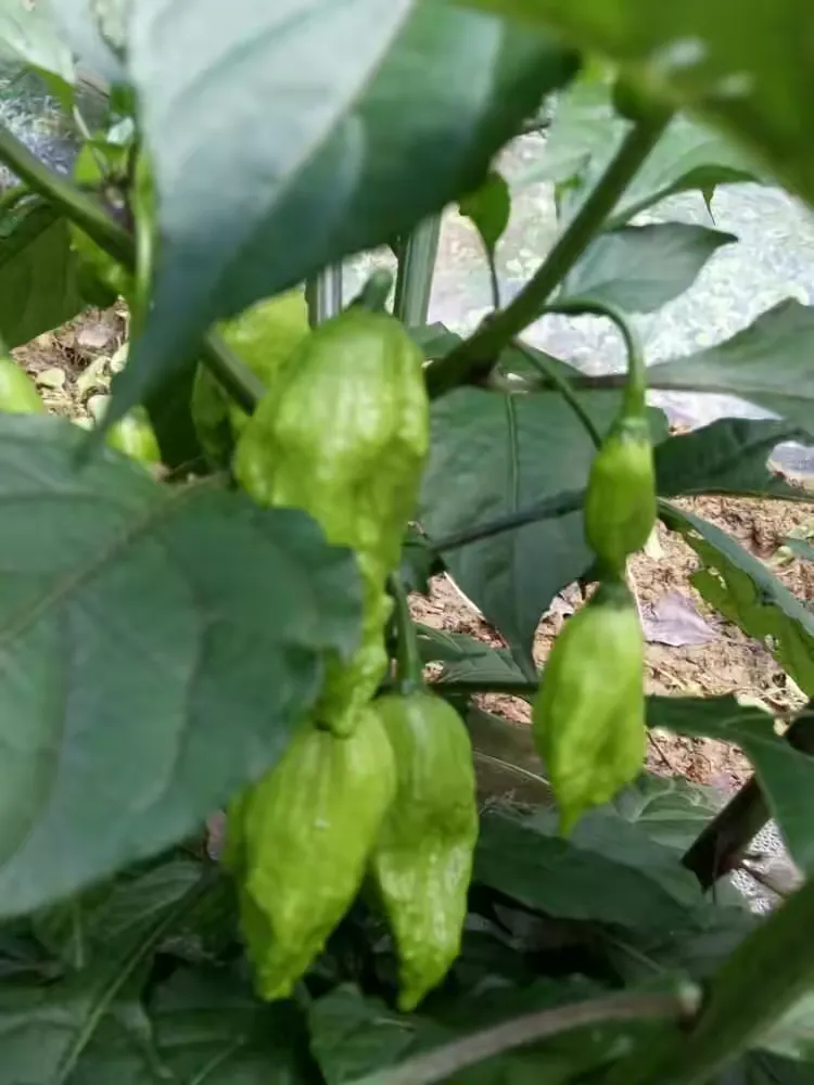 "宏绿一号"工业辣椒